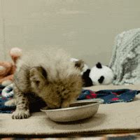 Cute Animal GIFs - Find & Share on GIPHY