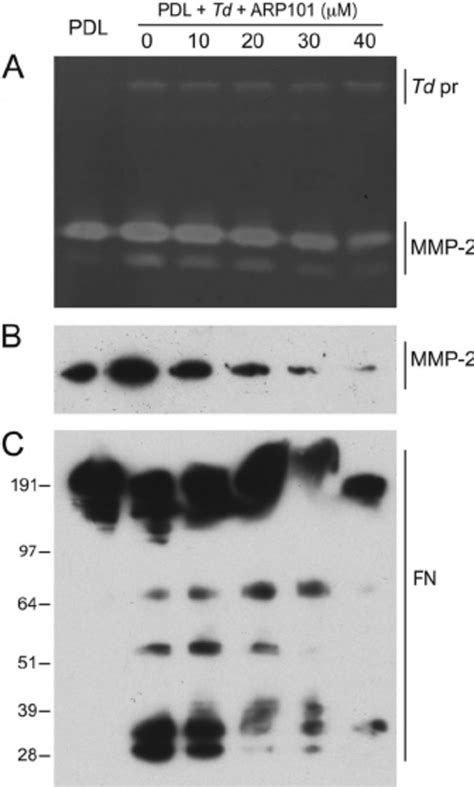 Mmp 2 Specific Inhibitor Blocks Mmp 2 Activation And Inhibits Fn Download Scientific Diagram