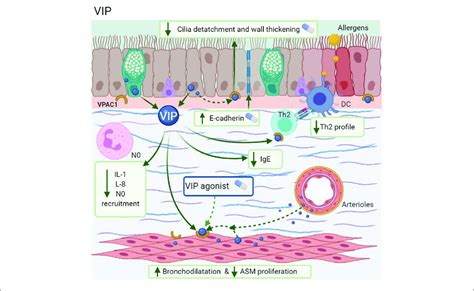 Vasoactive Intestinal Polypeptide Vip Vip Is Synthesized By The