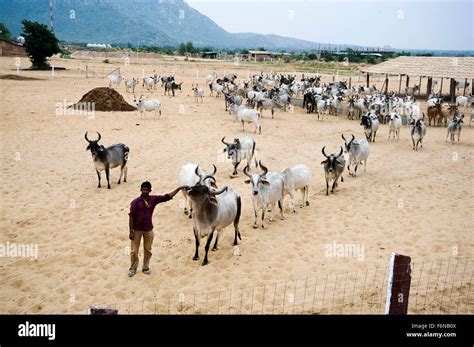 Man with cow goshala, pathmeda, godham, rajasthan, india, asia Stock ...