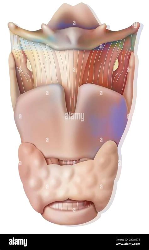 La Laringe Vista Anterior Fotograf As E Im Genes De Alta Resoluci N Alamy