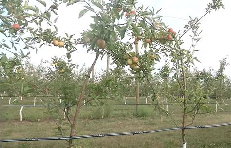 Drought Hitting Apple Orchards In Eastern Iowa Radio Iowa