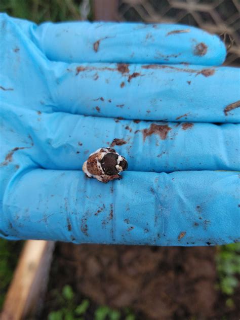 A Fungal First Pathogenic Fungus Found To Infect Dung Beetles In