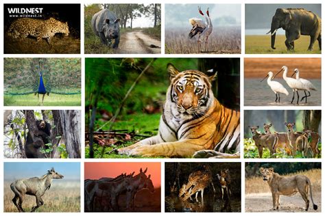 Wildlife In India Globalgbc Org