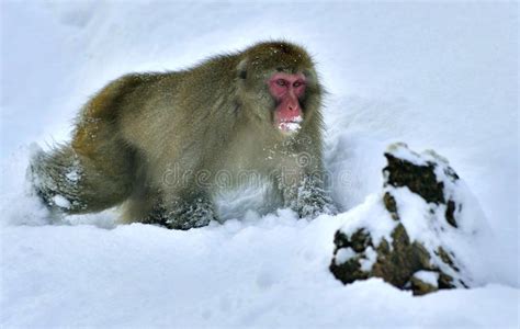 Snow Monkey. the Japanese Macaque Scincific Name: Macaca Fusca Stock ...