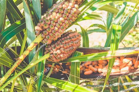 Seashore Palm Allagoptera