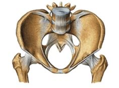 Bekken En Bekkenbodem De Bekken Fysiotherapie