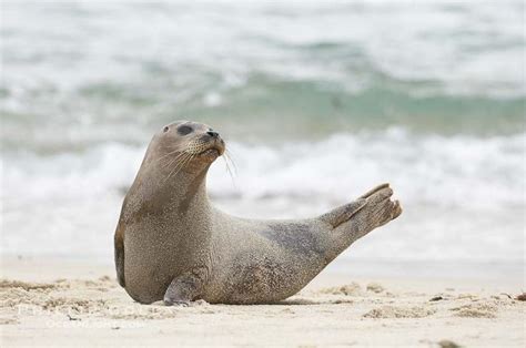 Pacific Harbor Seal Photo Stock Photograph Of A Pacific Harbor Seal