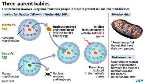 Mitochondrial Donation