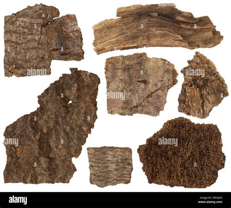 Collage Set Of Dried Bark And Parts Of Pine Tree Trunk Isolated On