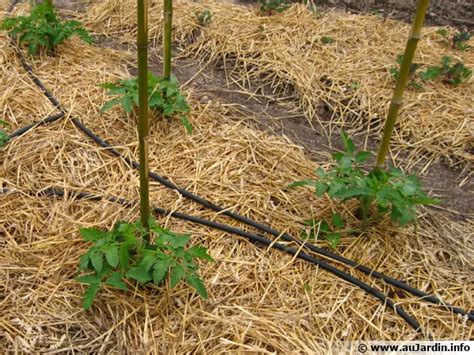 Pourquoi Et Comment Pailler Le Potager