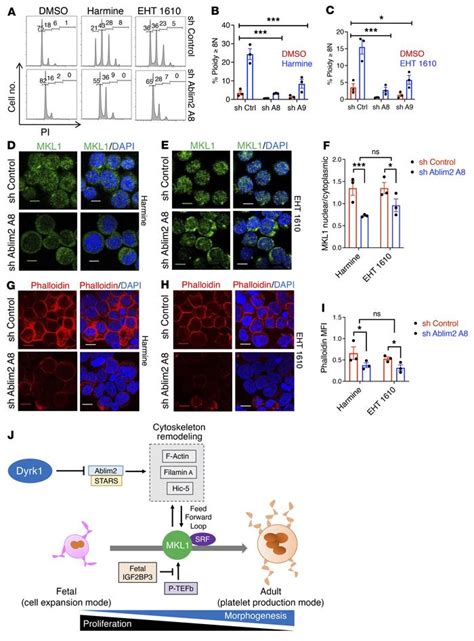 Jci Relieving Dyrk1a Repression Of Mkl1 Confers An Adult Like