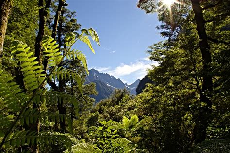 86 Background Hutan Gunung - MyWeb