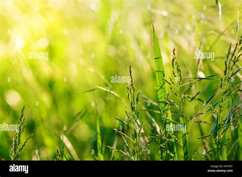 Green grass meadow Stock Photo - Alamy