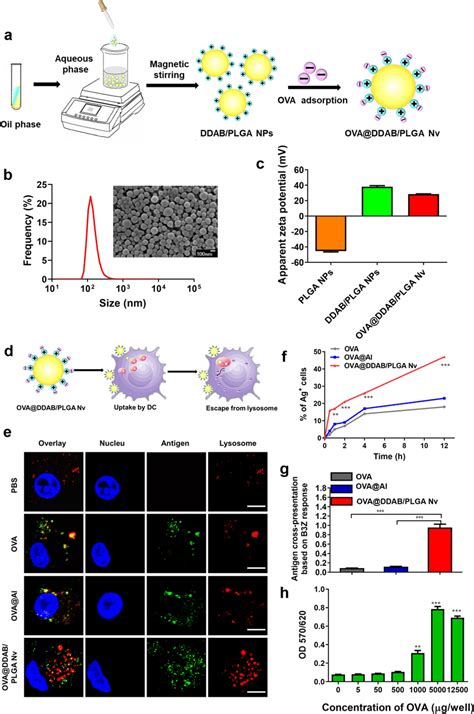 Preparation And Characterization Of The DDAB PLGA Nano Vaccine