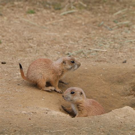 Baby Prairie Dog Pups Debut at Franklin Park Zoo - Caught In Dot