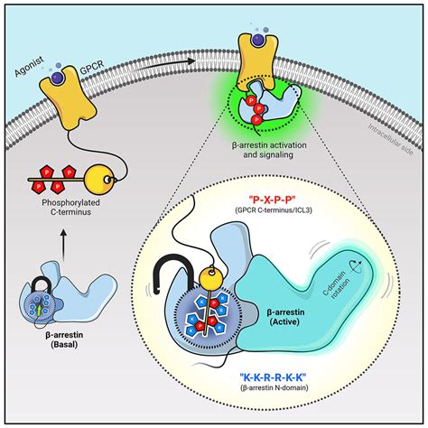 Researchers Visualize Communication Of G Protein Coupled Receptors