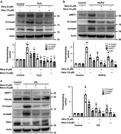 Neratinib Blocks Mst1 Activation And Apoptosis In Ins 1e β Cells