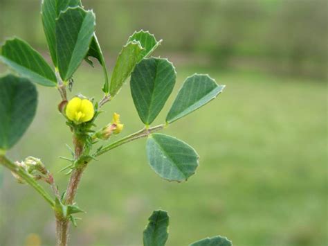 Medicago Polymorpha Alchetron The Free Social Encyclopedia