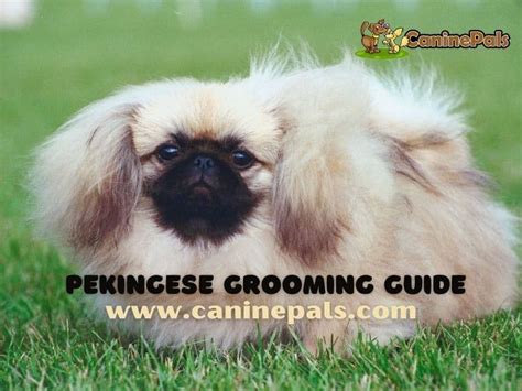 Pekingese Grooming Styles Explained in Detail - Canine Pals