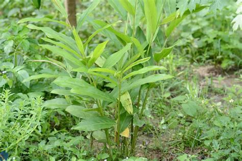 How To Plant Grow Care For And Harvest Galangal