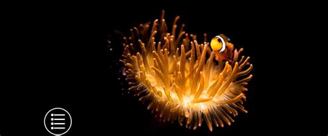 fish marine life topical series bite size vegan