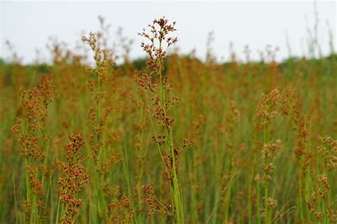 Sawgrass Blooms Cladium Jamaicense Nps Photo By Patty Pal Flickr