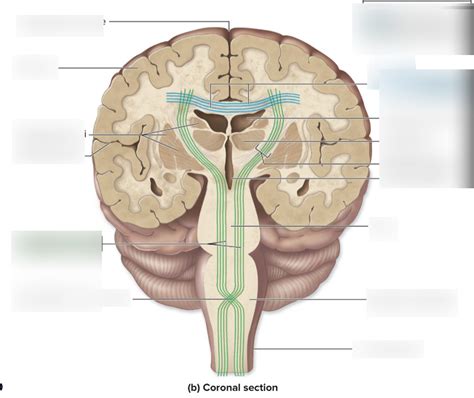 Unit 11 Cerebral White Matter Tracts Diagram Diagram Quizlet