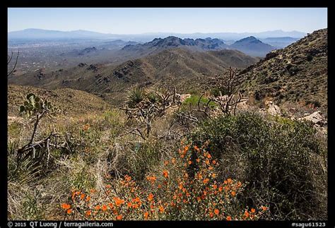 Picture Photo Wildflowers And Tucson Mountains From Wasson Peak