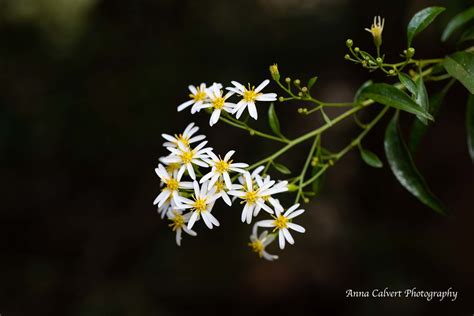 Australian Flowers Dusty Daisy Bush Olearia Phlogopappa Anna