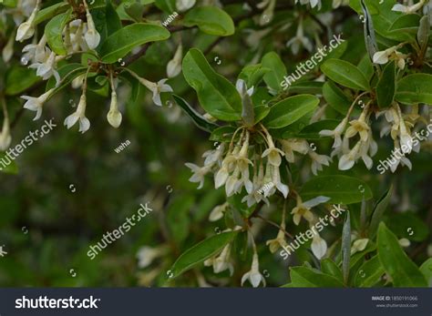 360 Elaeagnus umbellata Images, Stock Photos & Vectors | Shutterstock