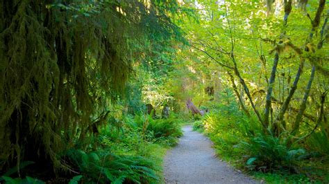 Hoh Rain Forest Visitor Center In Forks Washington Expedia