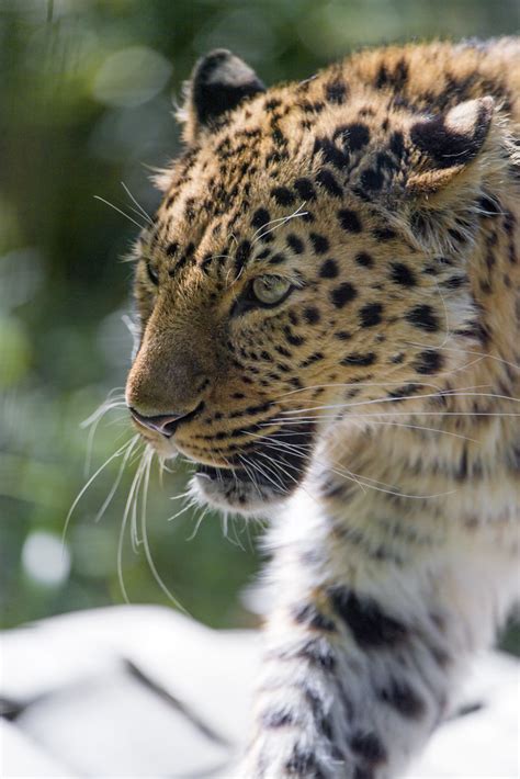 Male Amur Leopard Walking Semi Profile Of A Male Amur Leop Flickr