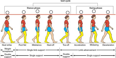 Biomechanics Exam 3 GAIT Flashcards Quizlet