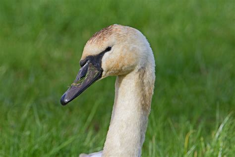 Cygnet Mute Swan Cygnus Olor Rspb Exminster Marshes … Flickr