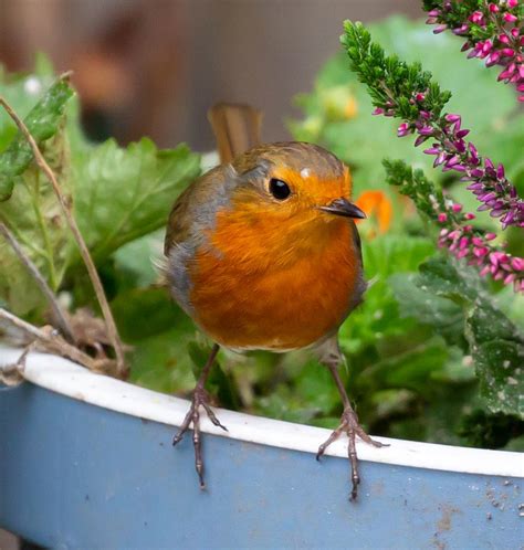 Pták Robin Redbreast Červenka Fotografie zdarma na Pixabay