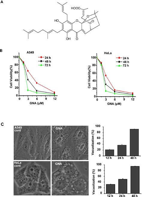 Figure From Gambogenic Acid Kills Lung Cancer Cells Through Aberrant