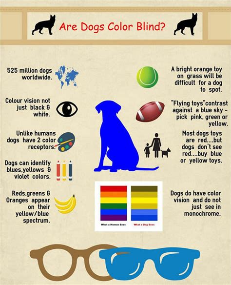 Dog Vision: 6 Dog Breeds with Best Vision √ How Dogs See Color? | DOGICA®