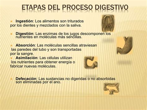 Proceso De La Digestion Ppt