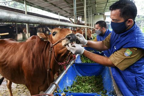 Jelang Idul Adha Pemkot Tangsel Pastikan 3 388 Hewan Kurban Bebas PMK