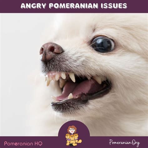 Tame that Angry Pomeranian with Expert Tips and Tricks