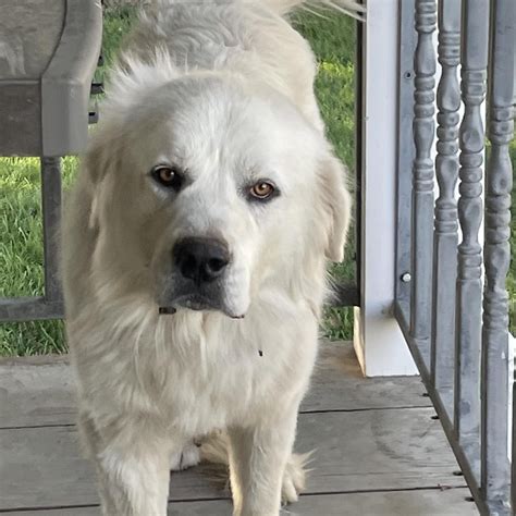 Humane Society in Missoula, MT - Find Paw Pal