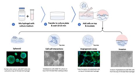 3d Cell Culture Methods And Applications Thewell Bioscience