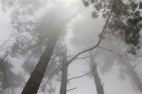 Kostenlose foto Baum Wald Ast Schnee Winter Schwarz und weiß