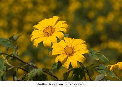 18 411 Tree Marigold Images Stock Photos Vectors Shutterstock