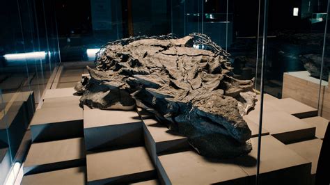 Face To Face With A Perfectly Preserved Dinosaur That Looks Like It Was