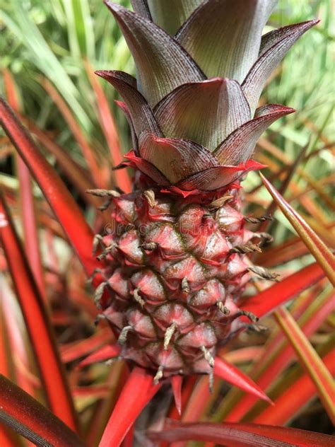 Red Pineapple Ananas Lucidus With Fruit Growing In Lihue On Kauai