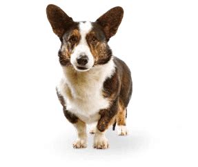 Le Chien De Race Welsh Corgi Cardigan