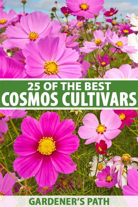 25 of the Best Cosmos Flower Cultivars | Gardener’s Path