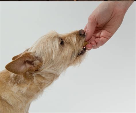 ¿los Perros Pueden Comer Frijoles Perrhijos Consejos